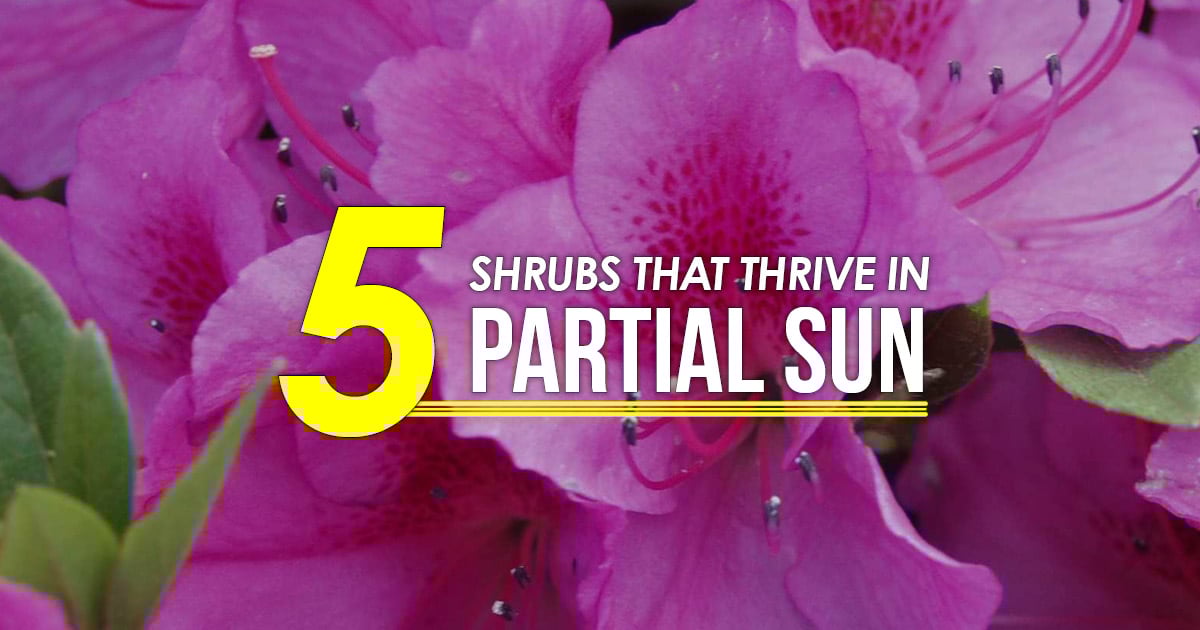 5 Shrubs That Thrive in Partial Sun